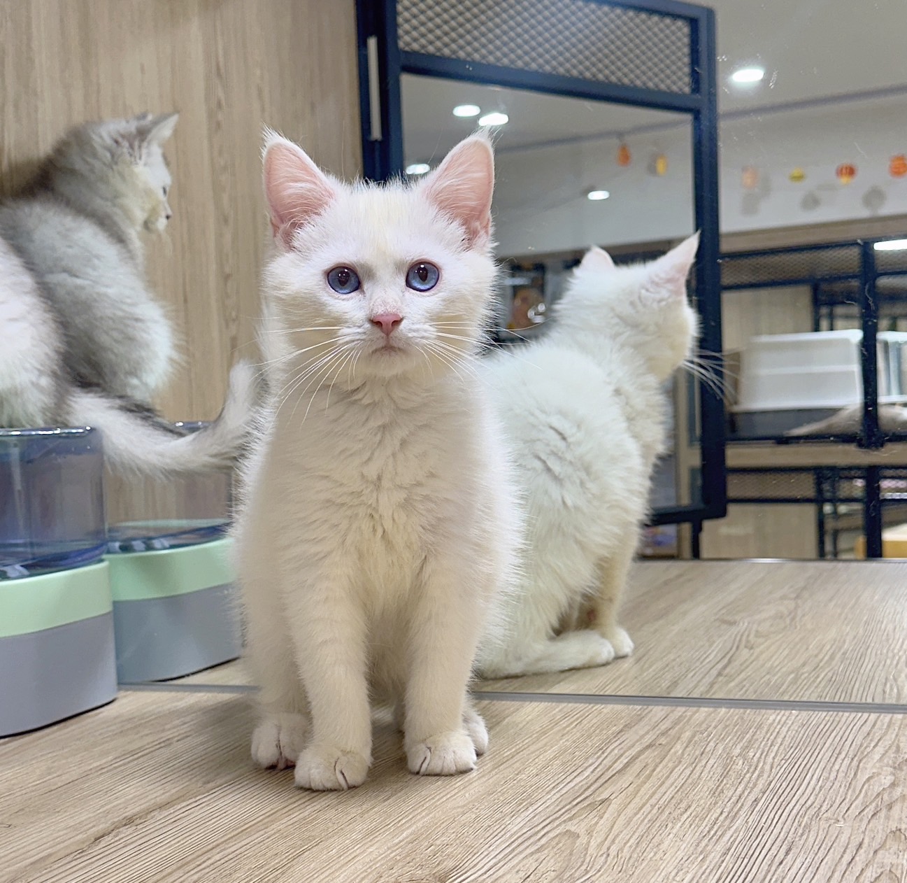 喜得貓社／奶端色英國短毛貓