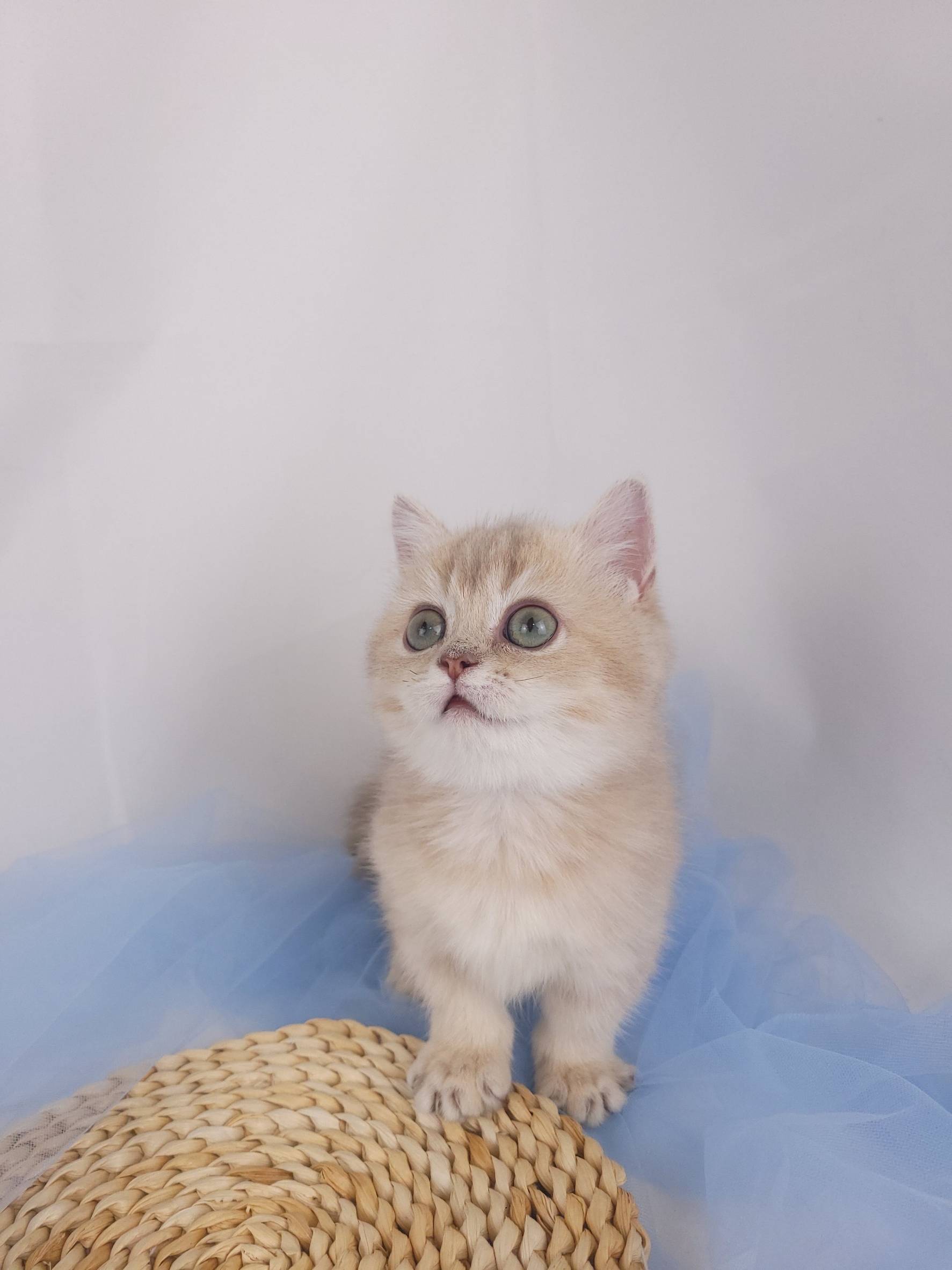 主子點頭貓舍／紫金漸層曼赤肯