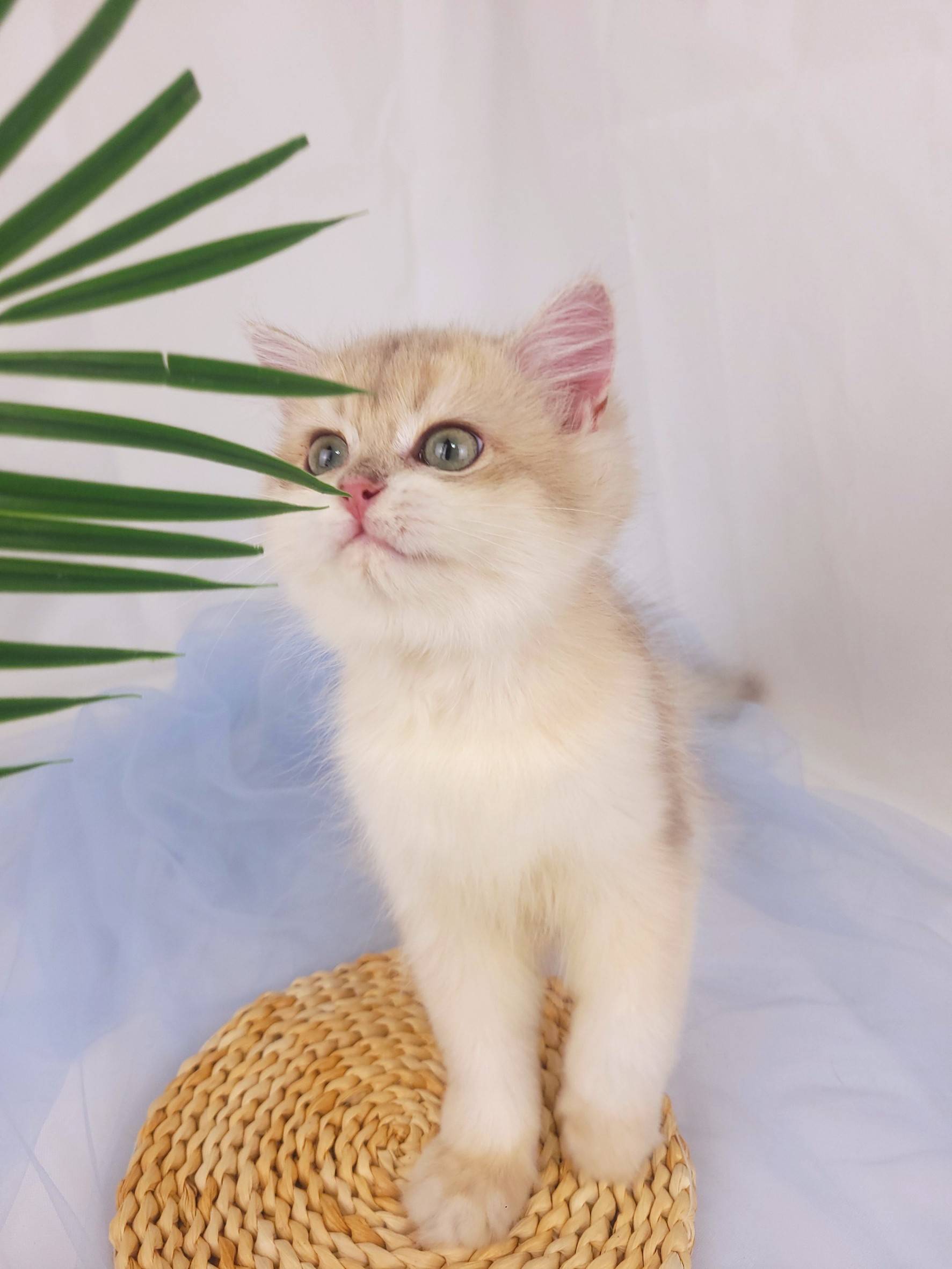 主子點頭貓舍／藍金漸層英國長毛貓