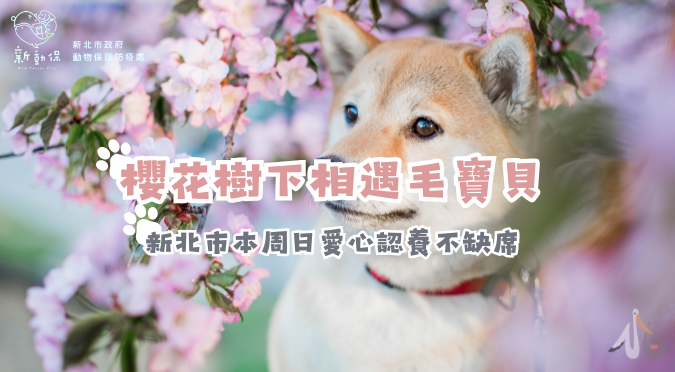 新北市動物保護防疫處 / 金蛇迎福 毛寶送喜