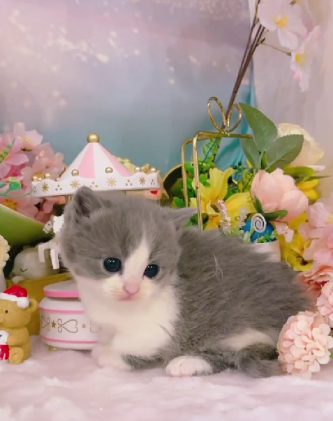 星光貓舍／藍白賓士曼赤肯