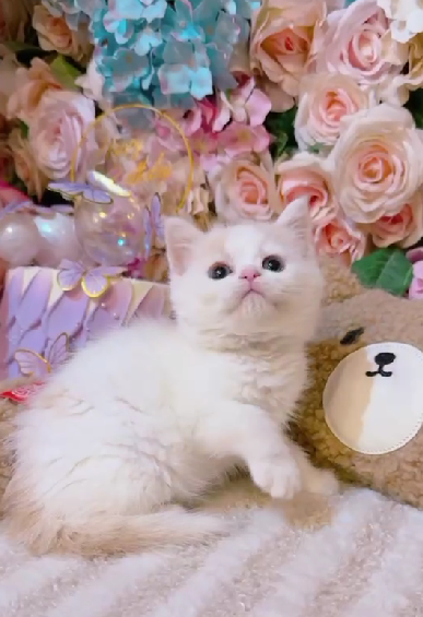 星光貓舍／奶油梵色英國短毛貓