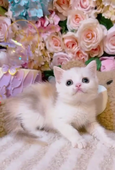 星光貓舍／巧克力三花英國短毛貓