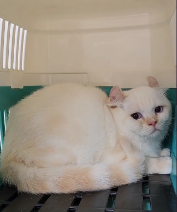 天使貓園／火焰色布偶捲耳