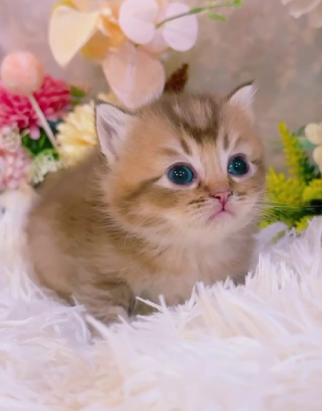 星光貓舍／巧克力金漸層英國短毛貓