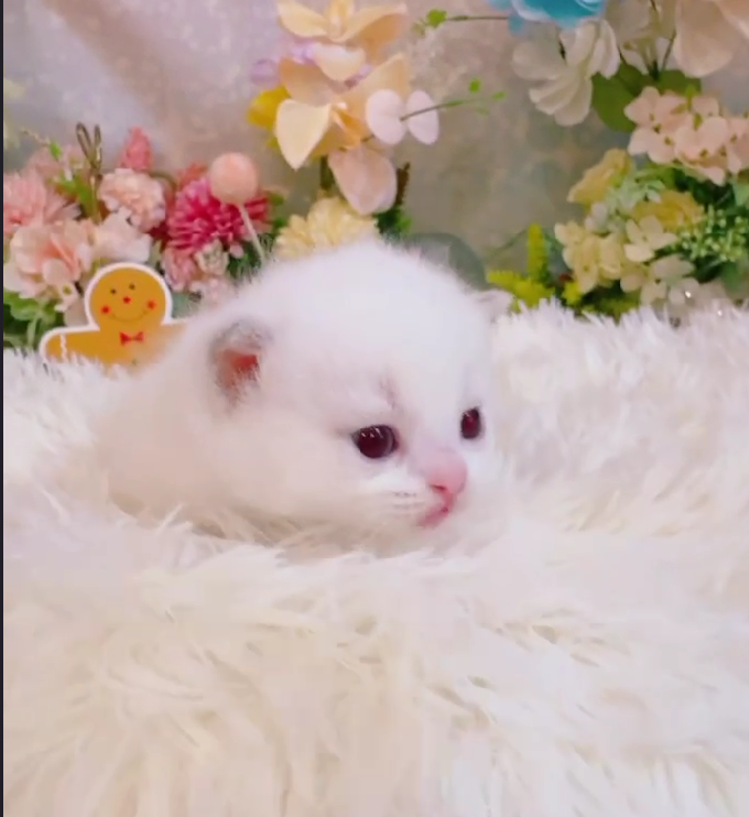 星光貓舍／重點色英國短毛貓