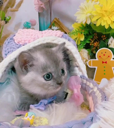 星光貓舍／黑煙玳瑁曼赤肯