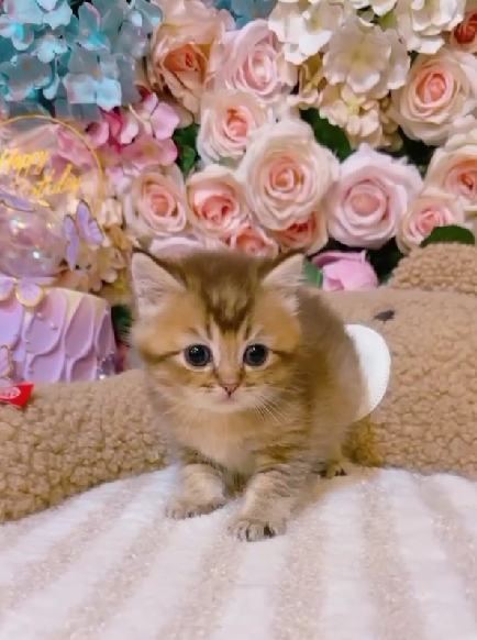 星光貓舍／巧克力金漸層英國短毛貓