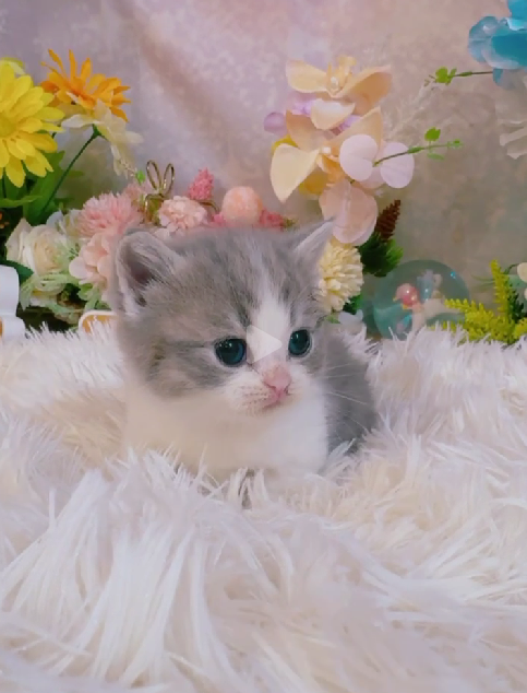 星光貓舍／藍虎斑白賓曼赤肯