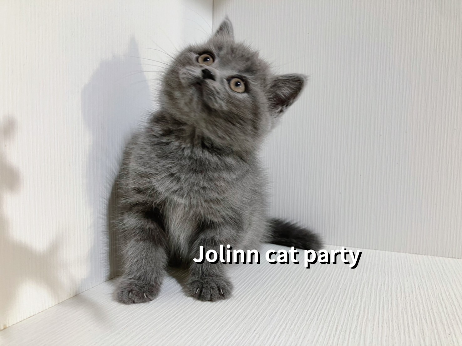 貓咪派對／藍色英國短毛貓