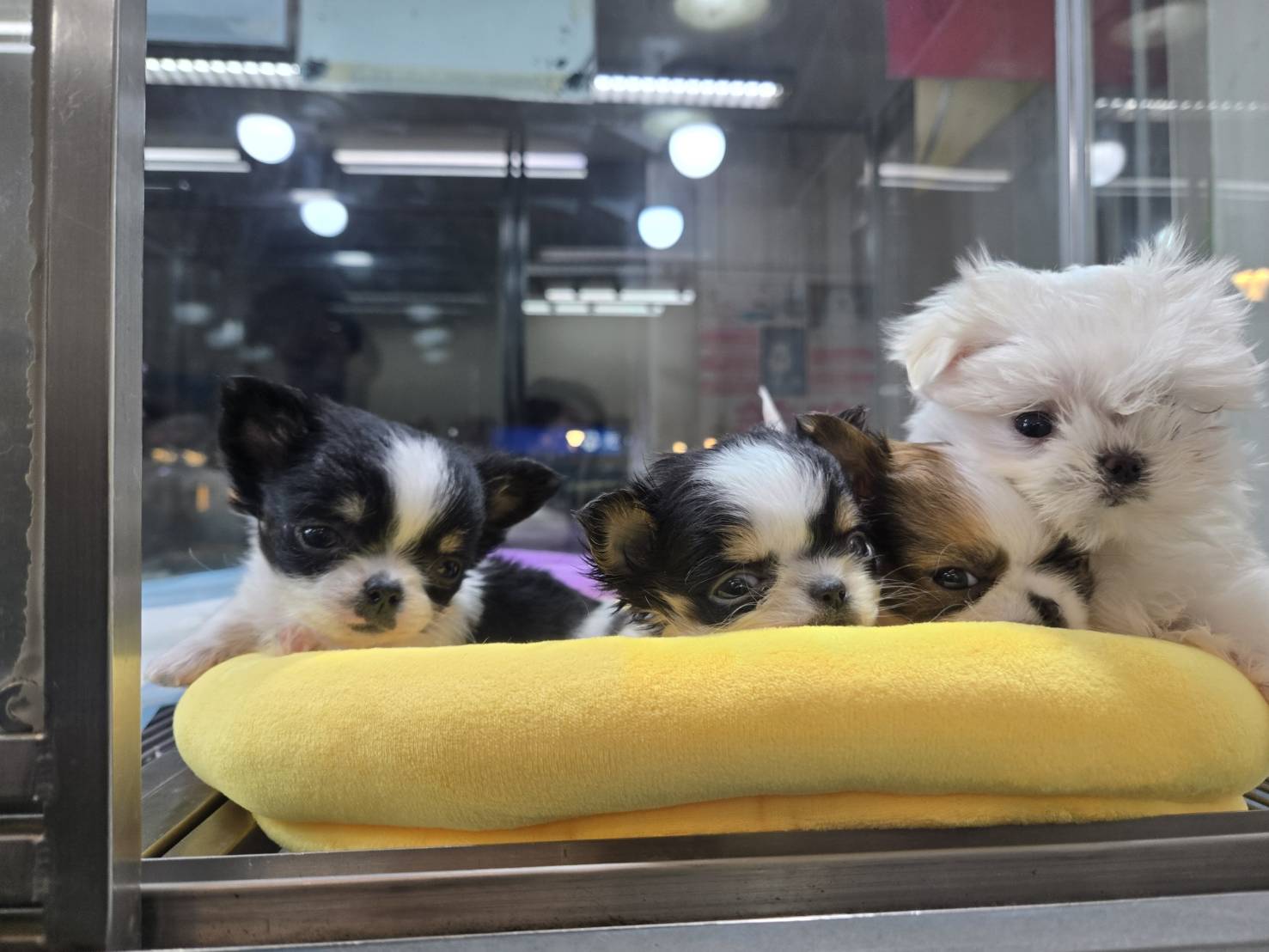 超可愛名犬社／長毛吉娃娃