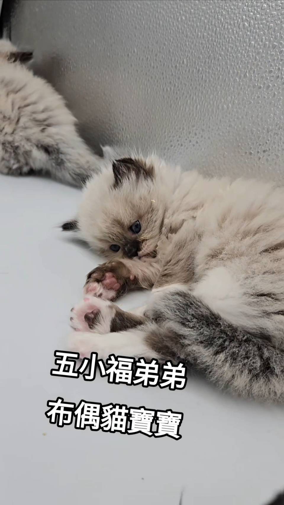 刻在你心底的貓／布偶貓