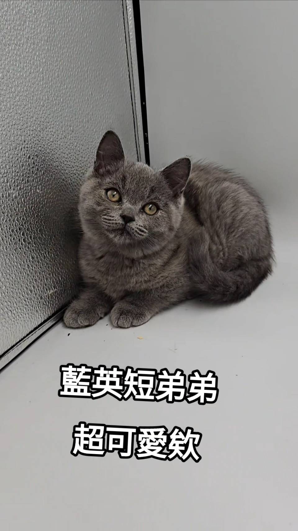 刻在你心底的貓／藍色英國短毛貓