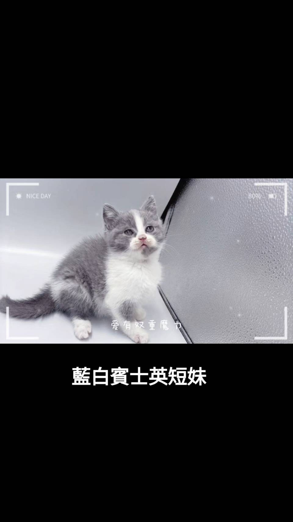 刻在你心底的貓／藍白賓士英國短毛貓