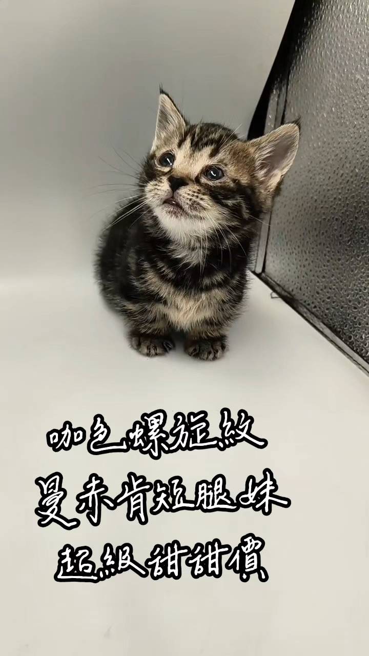 刻在你心底的貓／咖色螺旋紋曼赤肯