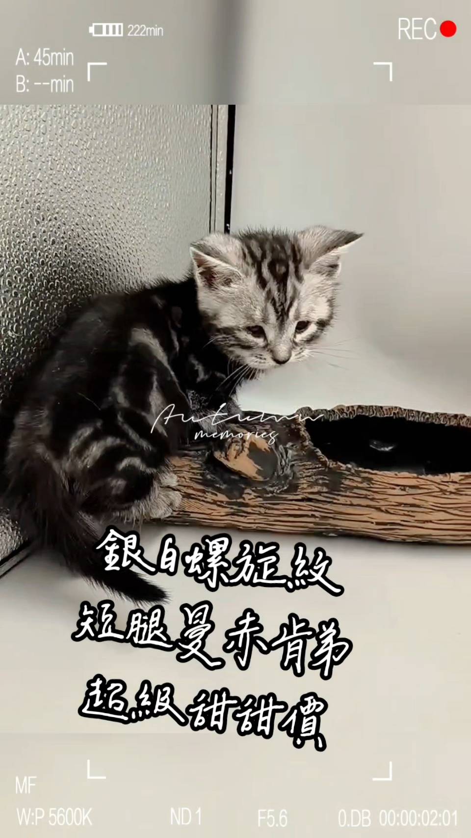 刻在你心底的貓／銀白螺旋紋曼赤肯