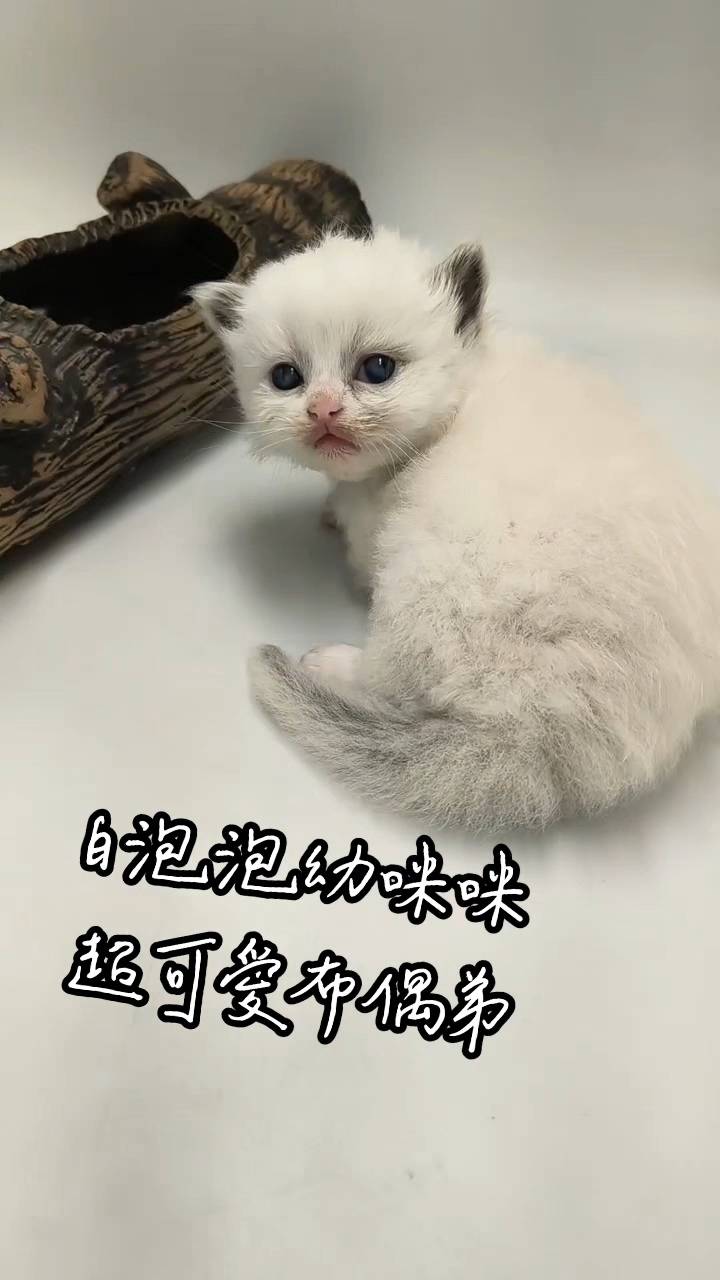 刻在你心底的貓／布偶貓