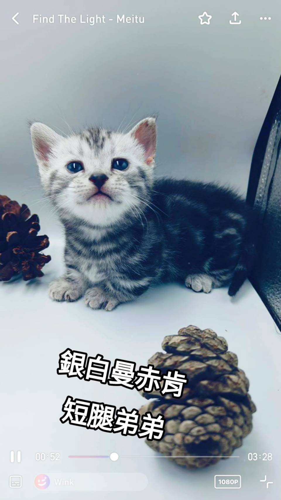 刻在你心底的貓／銀白螺旋紋曼赤肯