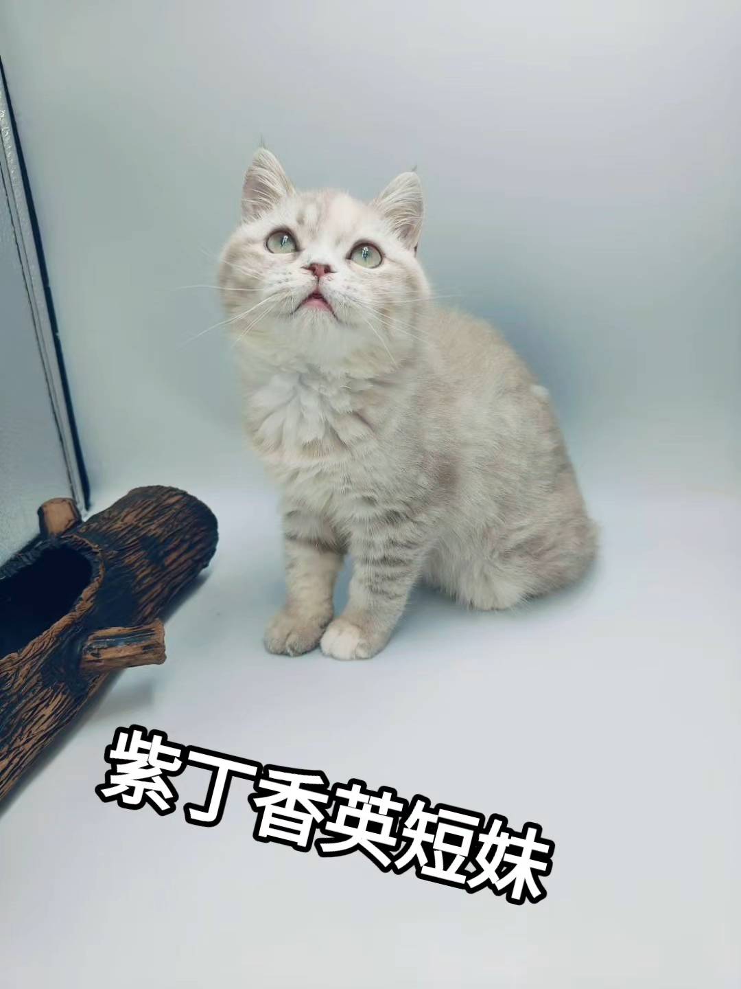 刻在你心底的貓／紫丁香英國短毛貓