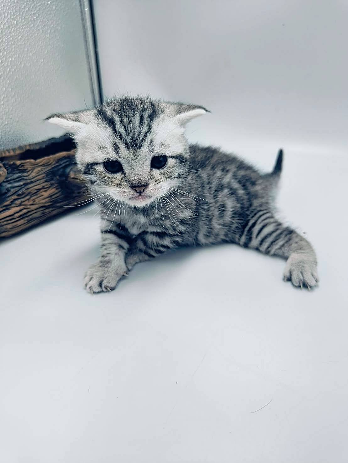 刻在你心底的貓／銀白虎斑紋英國短毛貓