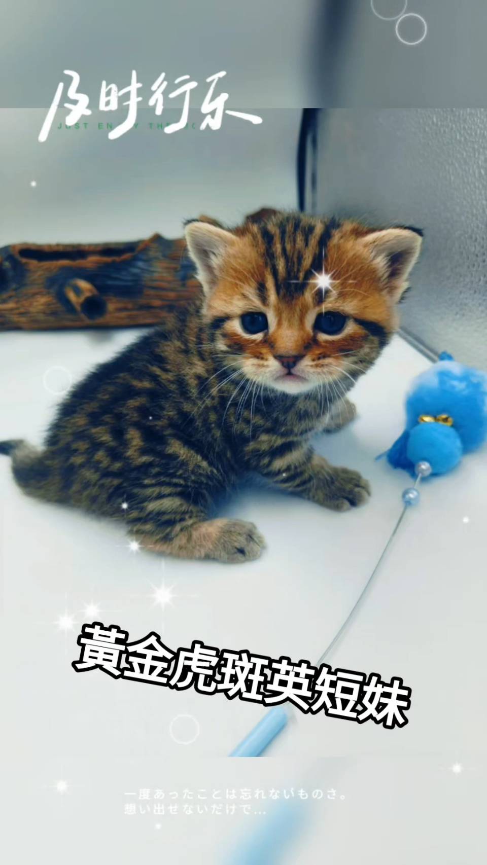 刻在你心底的貓／黃金虎斑紋英國短毛貓