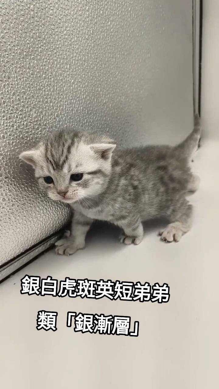 刻在你心底的貓／銀白虎斑紋英國短毛貓