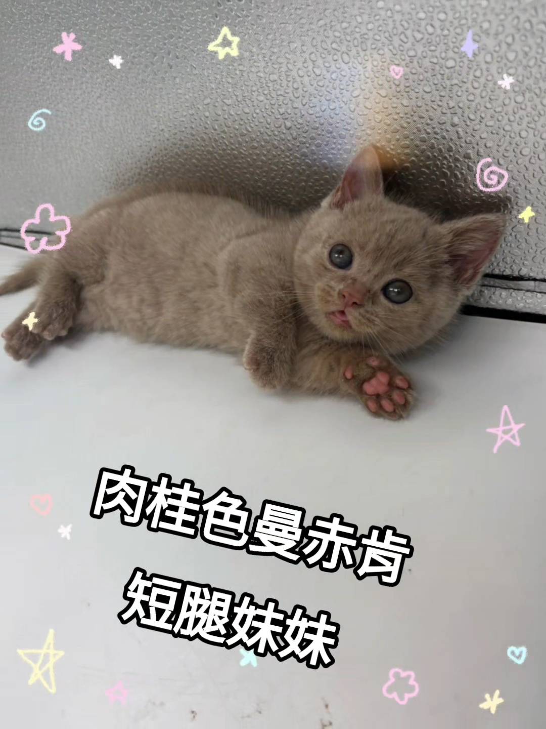 刻在你心底的貓／肉桂色曼赤肯