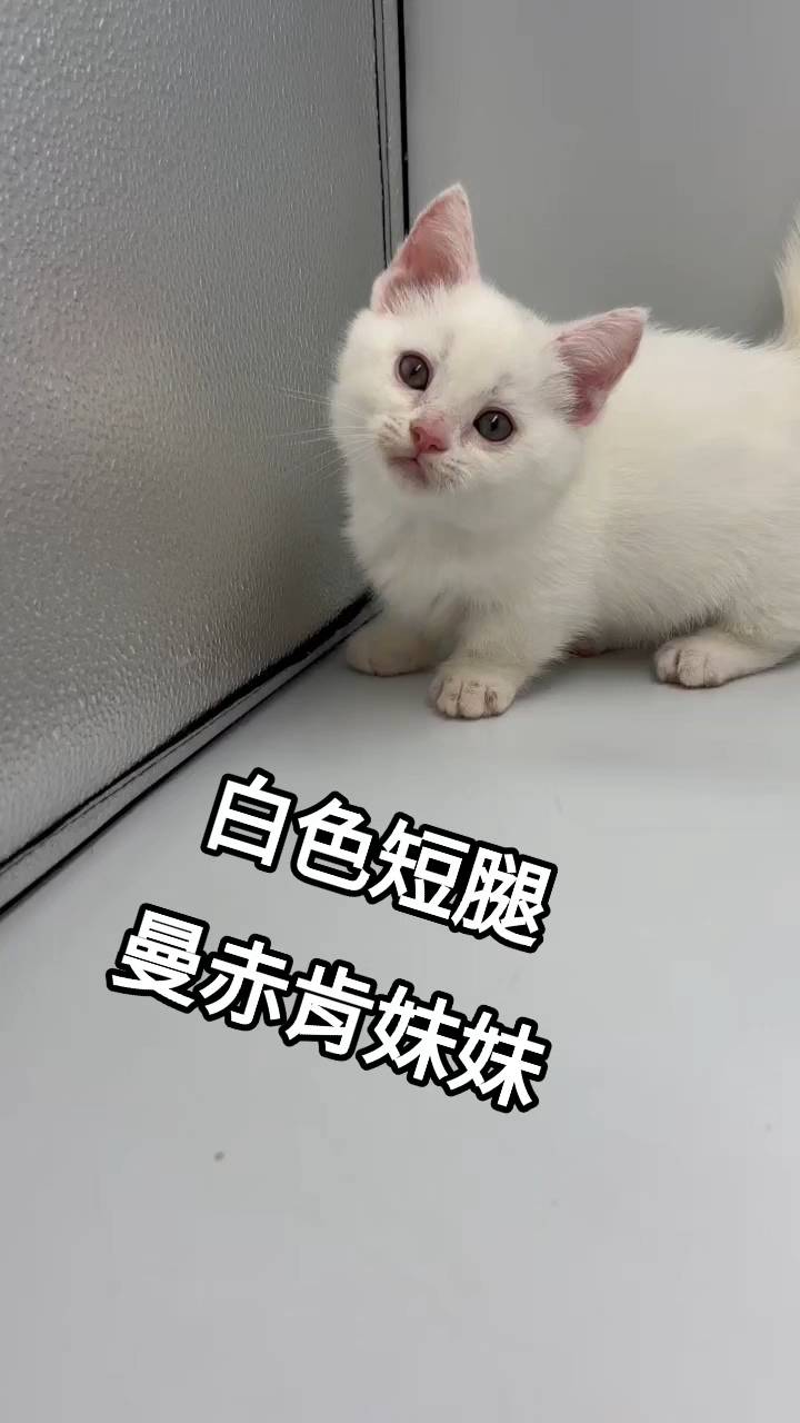 刻在你心底的貓／白色曼赤肯