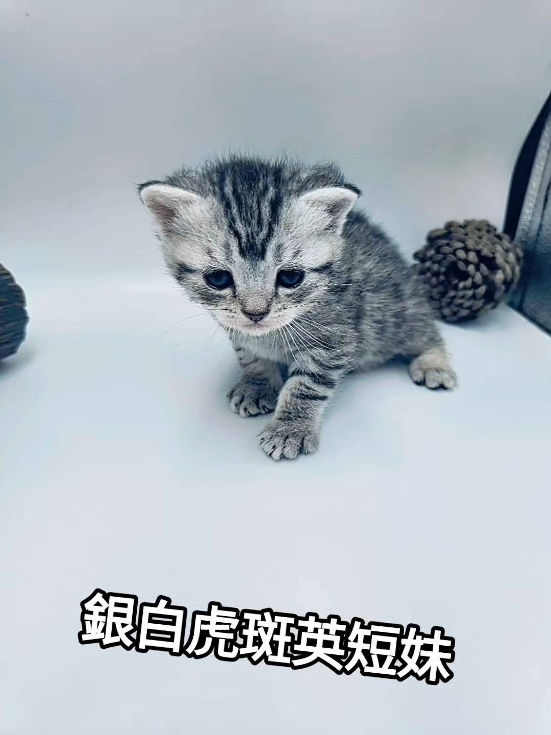 刻在你心底的貓／銀白虎斑英國短毛貓