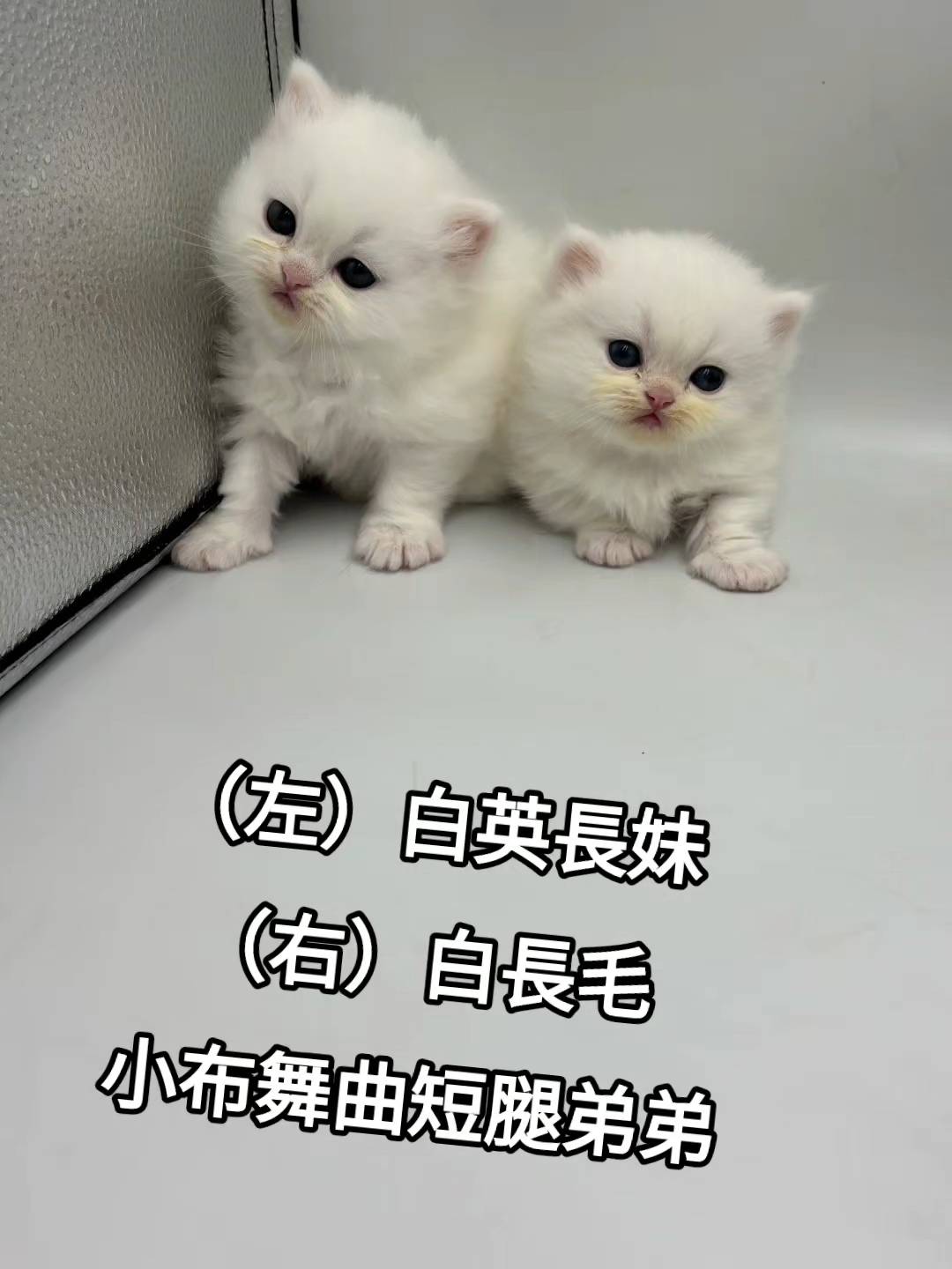 刻在你心底的貓／白色英國長毛貓＆小步舞曲