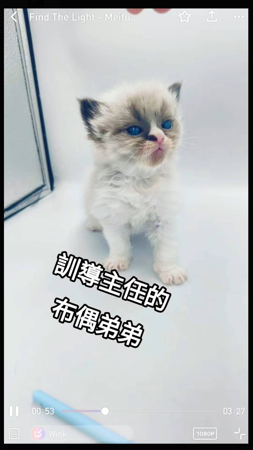 刻在你心底的貓／布偶貓