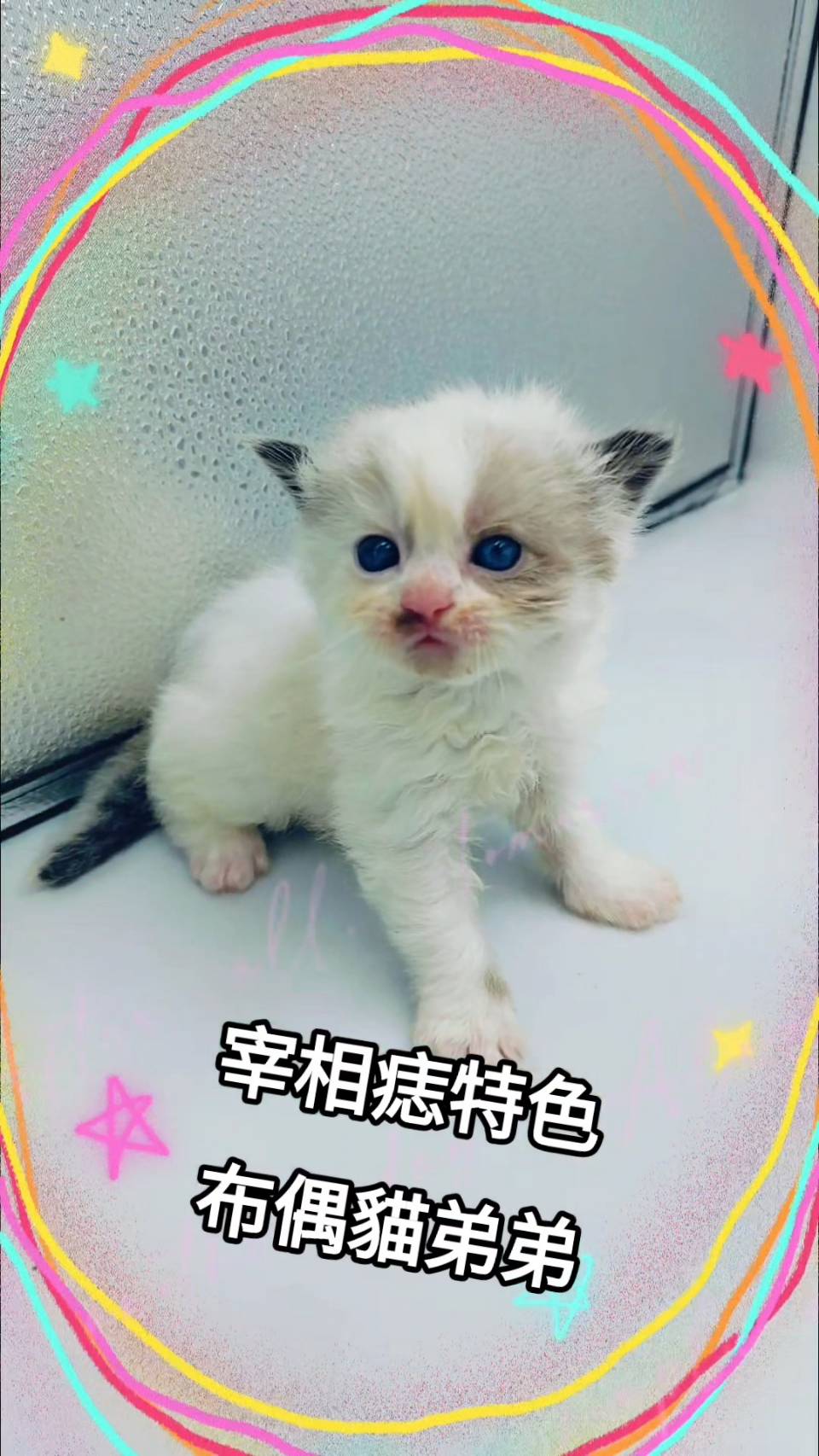 刻在你心底的貓／布偶貓