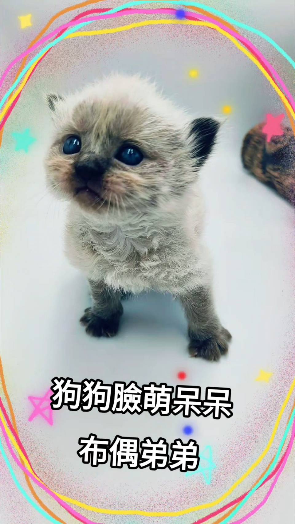 刻在你心底的貓／布偶貓