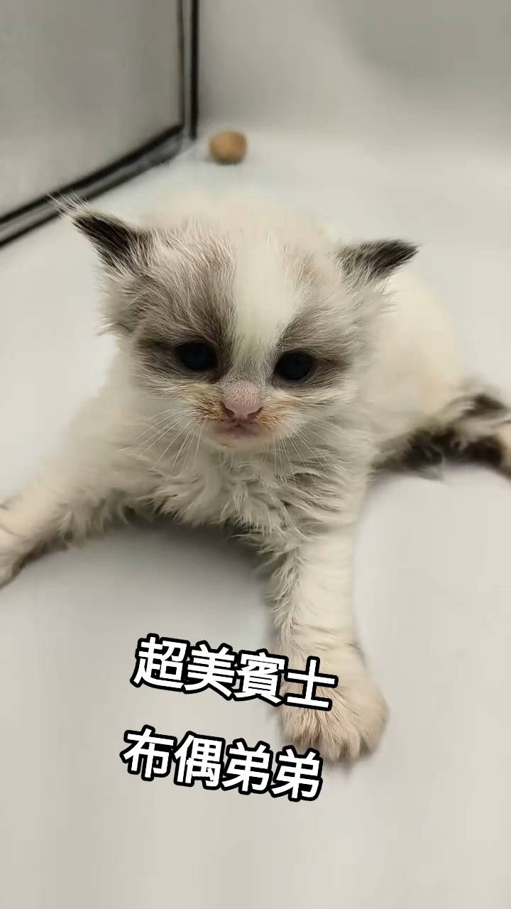 刻在你心底的貓／賓士布偶貓