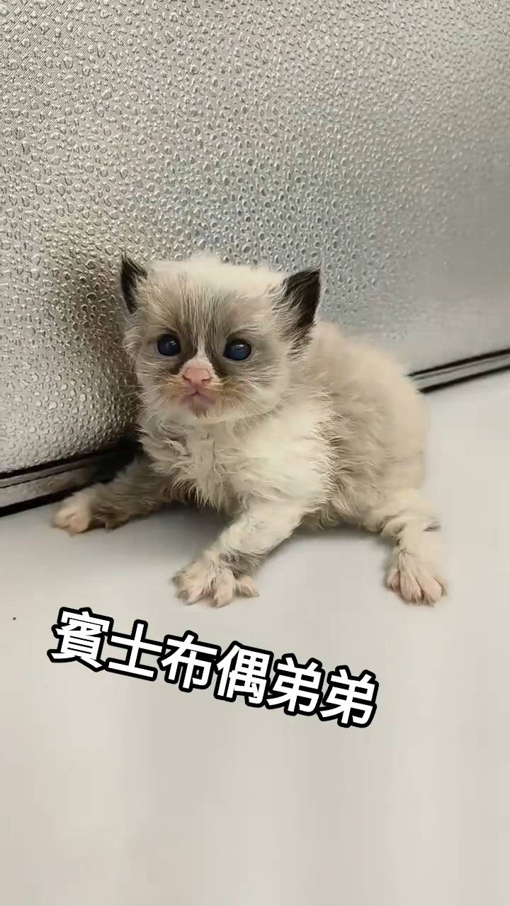 刻在你心底的貓／賓士布偶貓