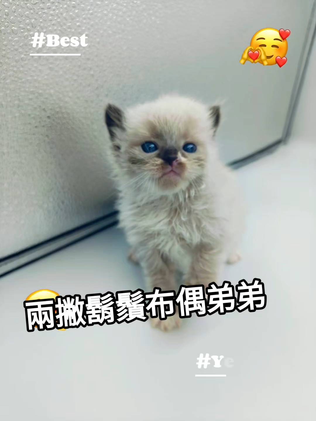 刻在你心底的貓／布偶貓