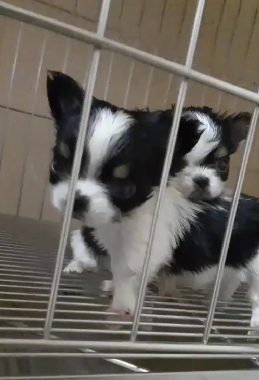 超可愛名犬社／長毛吉娃娃