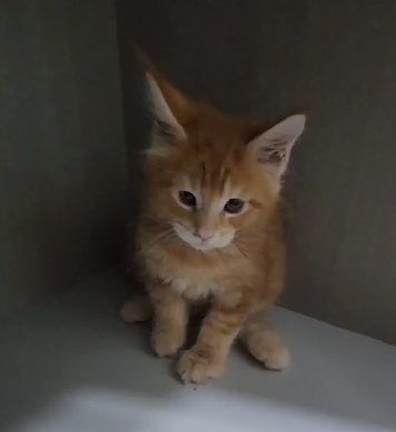 超可愛名犬社／橘白色緬因貓