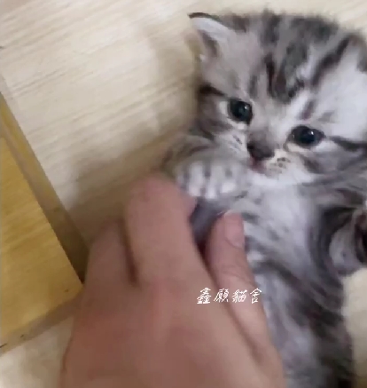 鑫願貓舍／銀白螺旋紋美國短毛貓