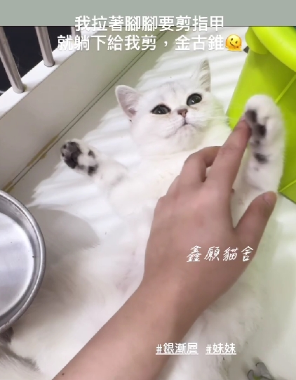 鑫願貓舍／銀漸層英國短毛貓