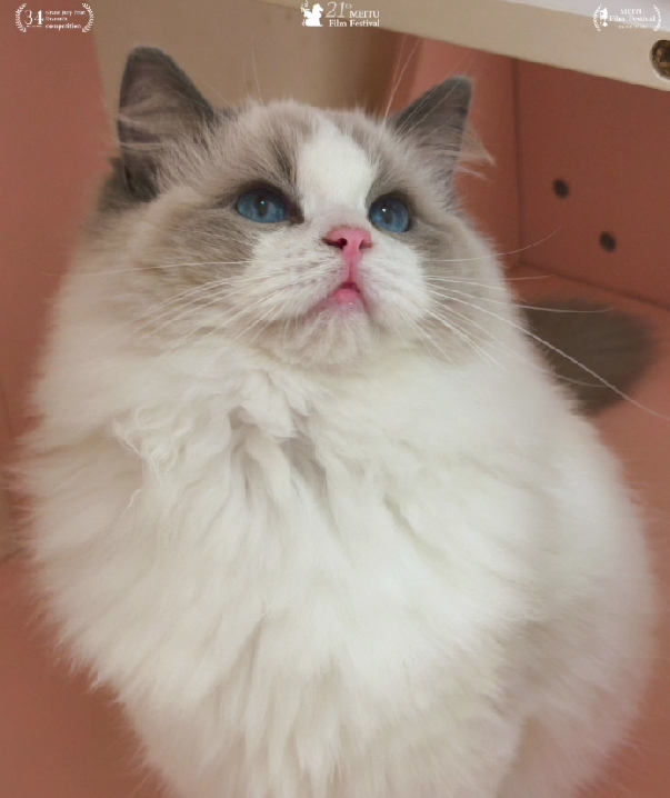 蘋果樹下的布偶貓／布偶貓