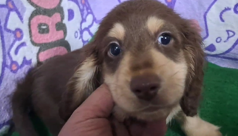 愛玩家犬貓寵物坊／巧克力奶油色長毛臘腸