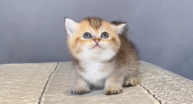 尊爵名皇／黑金漸層英國短毛貓