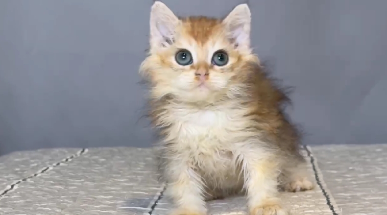 尊爵名皇／金漸層塞爾凱克捲毛貓