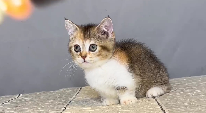 尊爵名皇／黑金漸層加白曼赤肯