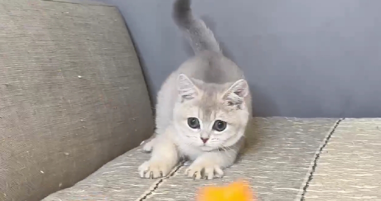 尊爵名皇／藍金漸層曼赤肯