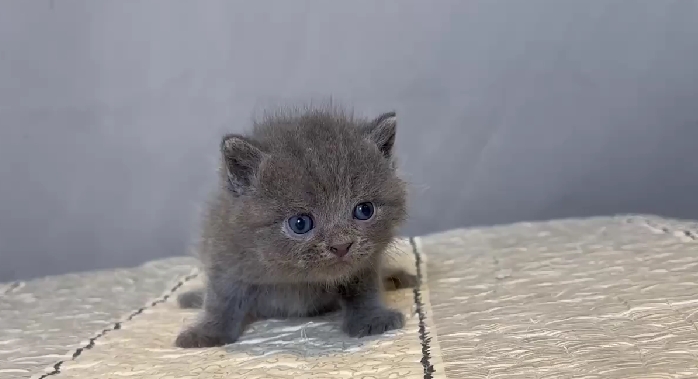 尊爵名皇／藍色英國短毛貓