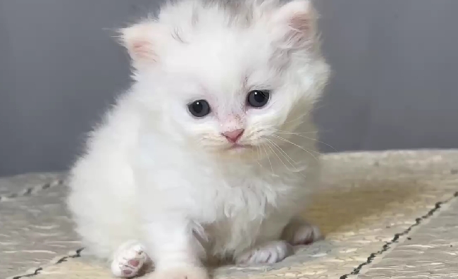 尊爵名皇／白色小步舞曲