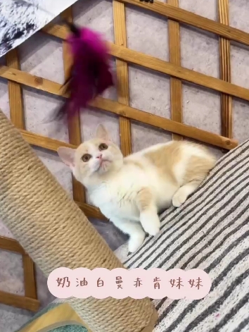 金瑟喵屋／奶油白曼赤肯