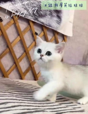 金瑟喵屋／銀漸層英國短毛貓